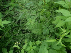 Eragrostis albensis