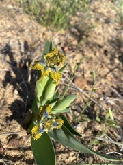 Ferraria variabilis