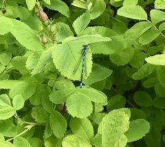 Coenagrion pulchellum