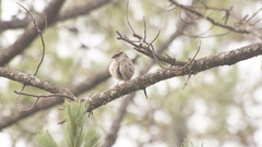 Oriturus superciliosus