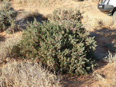 Eremophila maculata