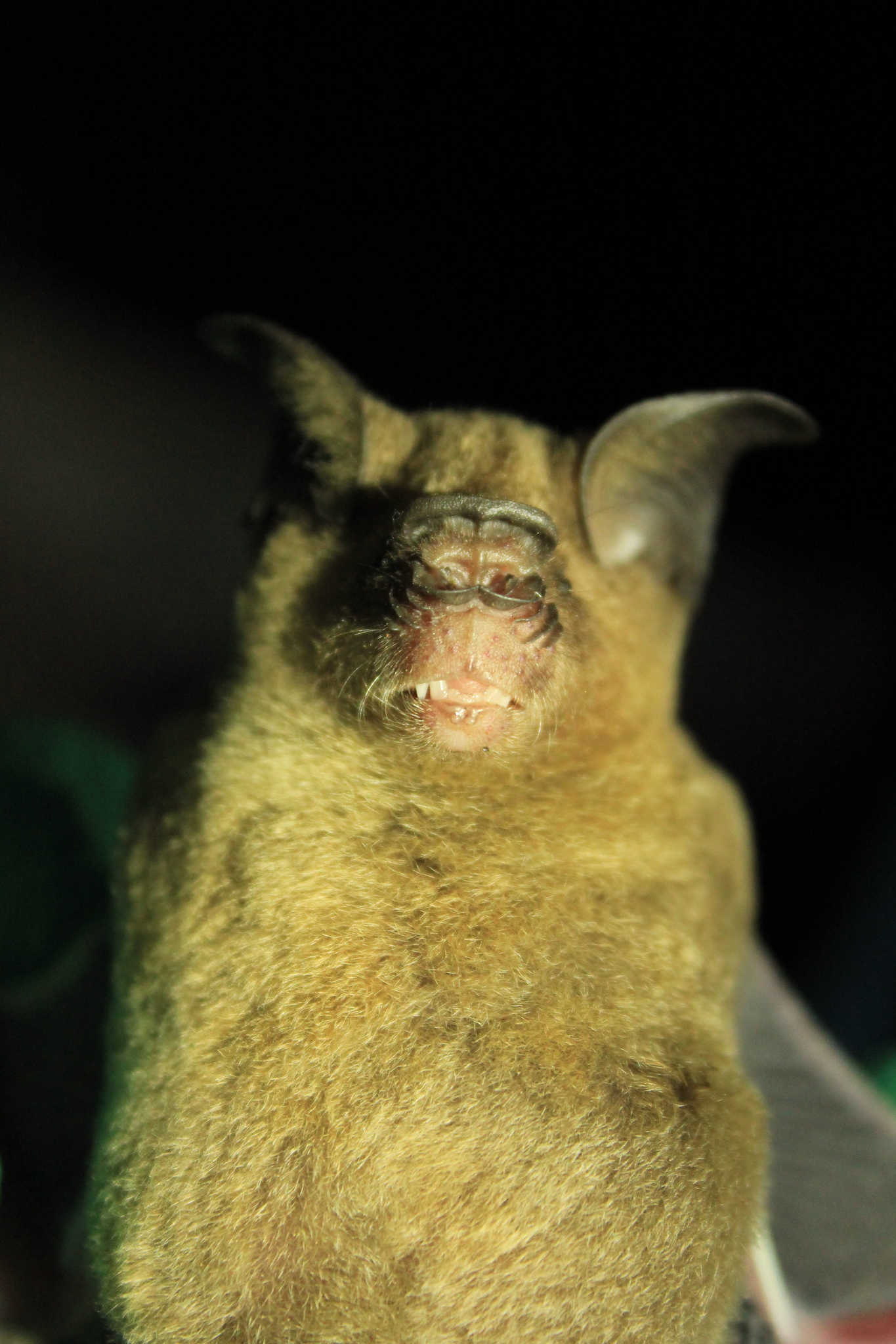 Hipposideros larvatus (Horsfield, 1823)