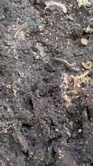 Narceus americanus