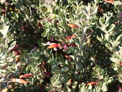 Eremophila maculata