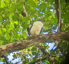 Leucopternis semiplumbeus