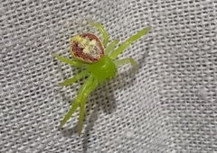Diaea