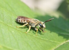 Seladonia