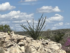 Fouquieria splendens