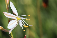 Chlorophytum graminifolium
