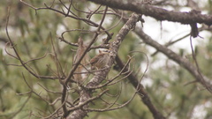 Oriturus superciliosus