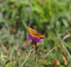 Boloria dia