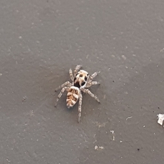 Salticus scenicus