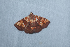 Saroba pustulifera