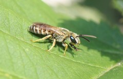 Seladonia