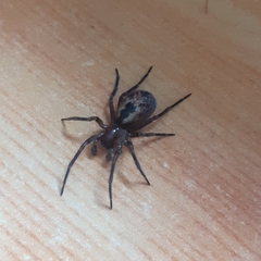 Amaurobius