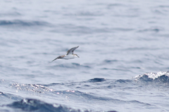 Puffinus lherminieri