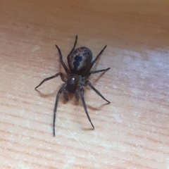 Amaurobius