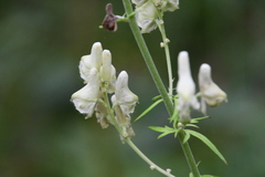 Aconitum barbatum