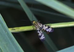 Panorpa meridionalis