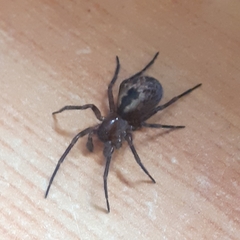 Amaurobius