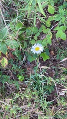 Leucanthemum vulgare