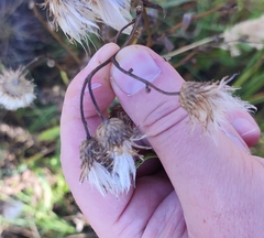 Cirsium arvense integrifolium