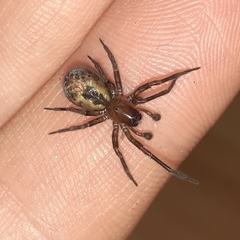 Amaurobius