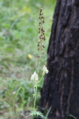Aconitum barbatum