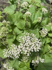 Mikania scandens