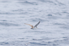 Puffinus lherminieri