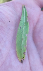 Cirsium arvense integrifolium