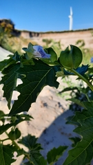 Nicandra physalodes