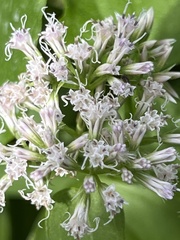 Mikania scandens