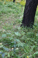 Aconitum barbatum