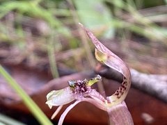 Chiloglottis
