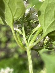 Mikania scandens