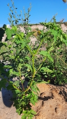 Nicandra physalodes