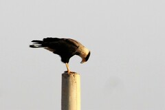 Caracara plancus