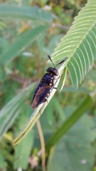 Hoplitimyia