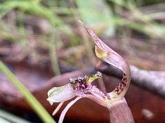 Chiloglottis
