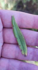 Cirsium arvense integrifolium