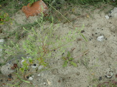 Corispermum hyssopifolium
