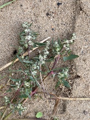 Atriplex glabriuscula