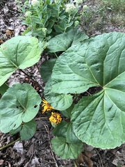 Ligularia