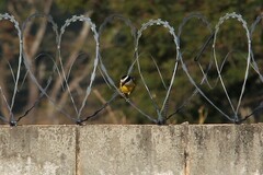 Pitangus sulphuratus