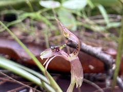 Chiloglottis