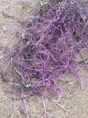Gracilaria