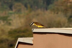 Pitangus sulphuratus