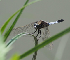 Orthetrum albistylum