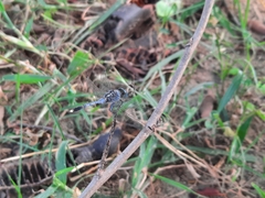 Diplacodes trivialis